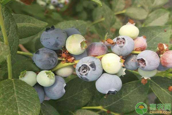 蓝莓种植技术要点 蓝莓要如何种植?蓝莓的种植条件和方法-图片版权归惠农网所有