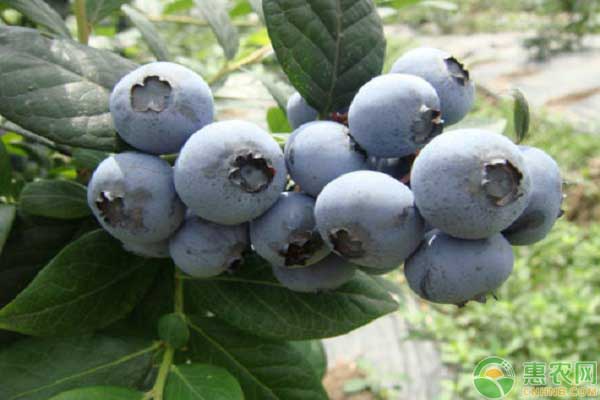 蓝莓种植方法 蓝莓要如何种植?蓝莓的种植条件和方法-图片版权归惠农网所有