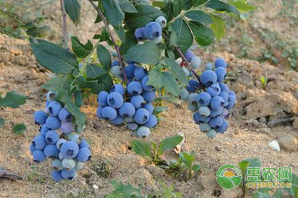 蓝莓种植 蓝莓种植技术你知道多少-图片版权归惠农网所有