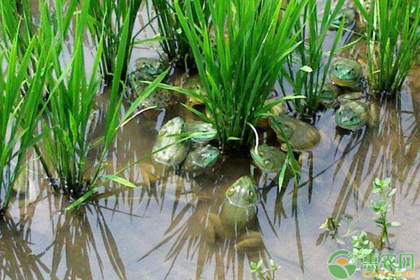 牛蛙温室养殖技术及六大注意事项-图片版权归惠农网所有