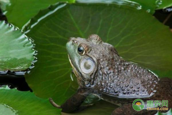 大棚养牛蛙技术五要点-图片版权归惠农网所有
