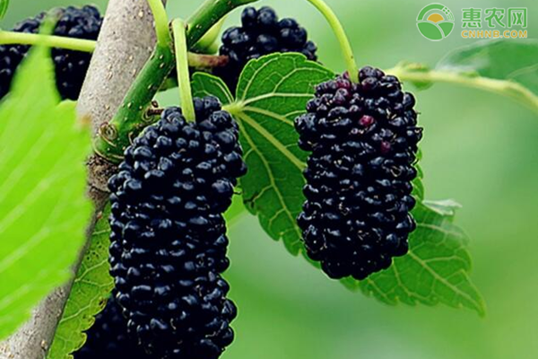 黑莓怎么种植能实现高产？-图片版权归惠农网所有
