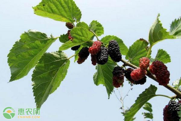 黑莓怎么种植能实现高产？-图片版权归惠农网所有