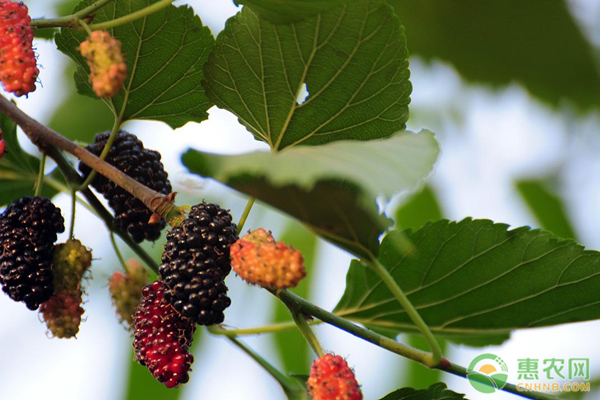 黑莓怎么种植能实现高产？-图片版权归惠农网所有