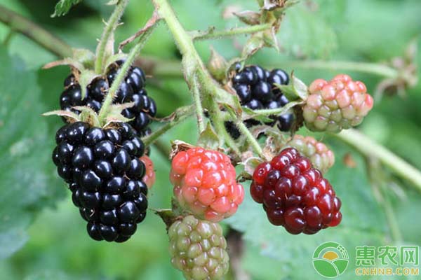 黑莓种植技术及注意要点-图片版权归惠农网所有