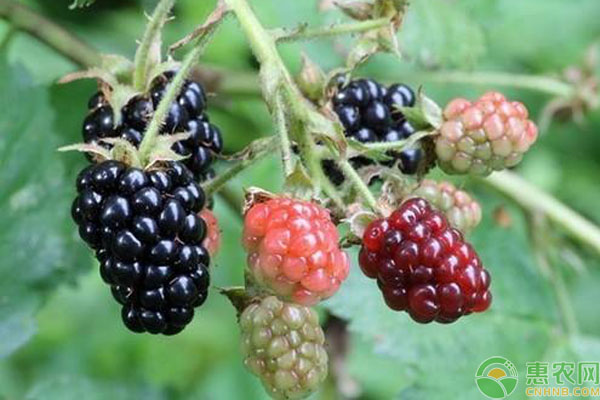 黑莓大棚温室高产栽培技术-图片版权归惠农网所有