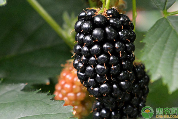黑莓大棚温室高产栽培技术-图片版权归惠农网所有