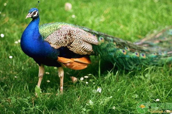 孔雀养殖场地选择及常见疾病防疫事项-图片版权归惠农网所有