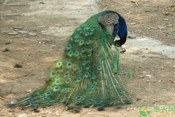孔雀养殖场地选择及常见疾病防疫事项-图片版权归惠农网所有