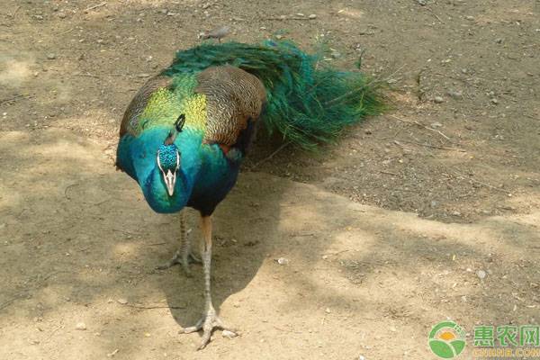 孔雀养殖场地选择及常见疾病防疫事项-图片版权归惠农网所有