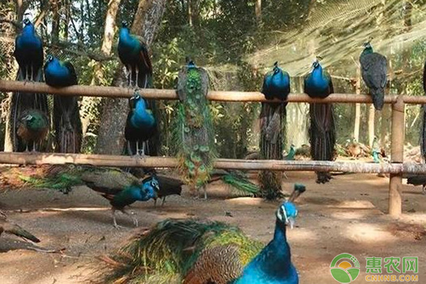 孔雀的饲养管理与技术-图片版权归惠农网所有