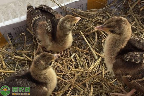 孔雀的饲养管理与技术-图片版权归惠农网所有