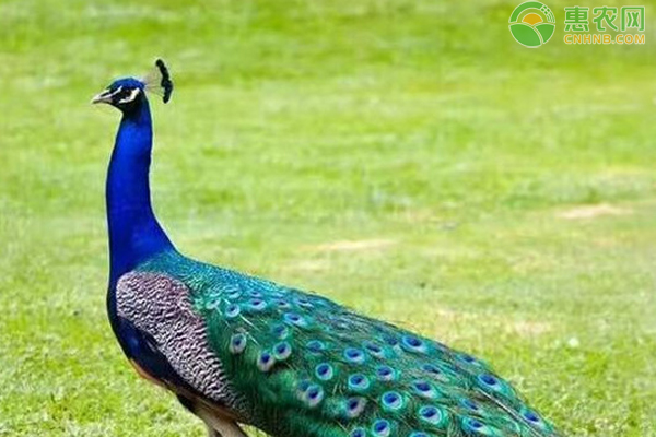 孔雀的饲养管理与技术-图片版权归惠农网所有