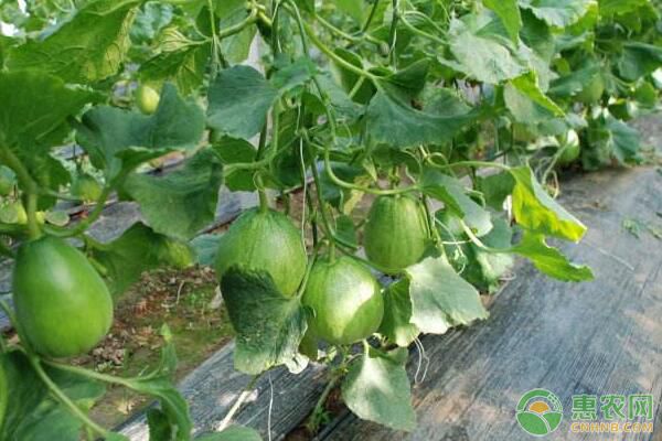 薄皮甜瓜有机生产育苗技术(附病虫害防治措施) 薄皮甜瓜有机生产育苗技术(附病虫害防治措施)-图片版权归惠农网所有