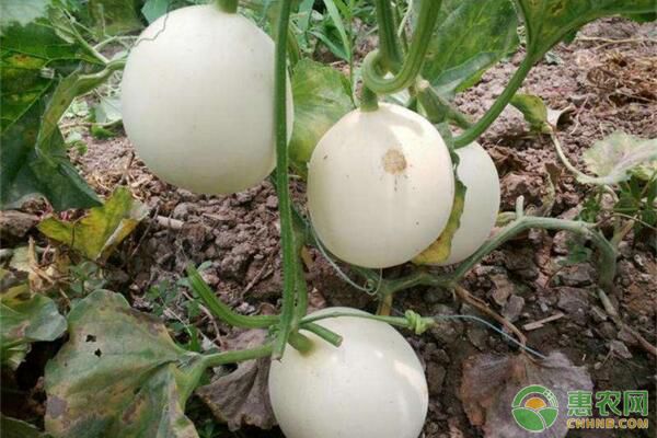 薄皮甜瓜有机生产育苗技术(附病虫害防治措施) 薄皮甜瓜有机生产育苗技术(附病虫害防治措施)-图片版权归惠农网所有