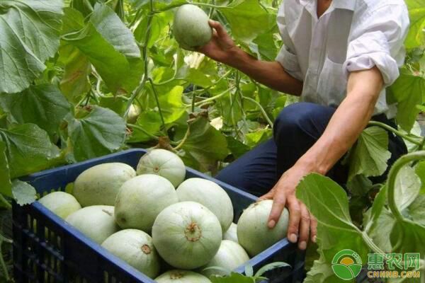 薄皮甜瓜有机生产育苗技术(附病虫害防治措施) 薄皮甜瓜有机生产育苗技术(附病虫害防治措施)-图片版权归惠农网所有