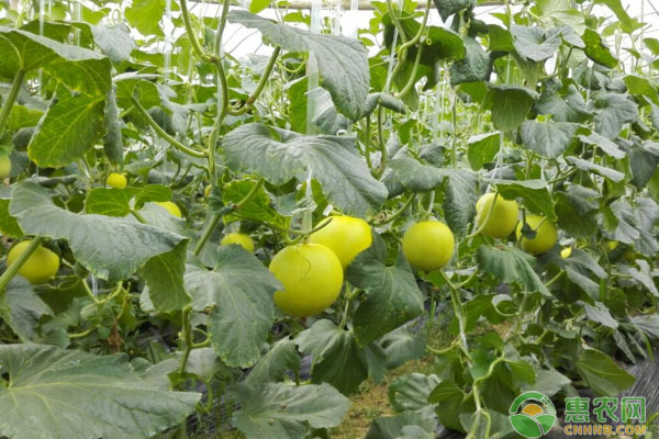 高寒地区日光温室薄皮甜瓜定植后管理要点及病虫害防治-图片版权归惠农网所有