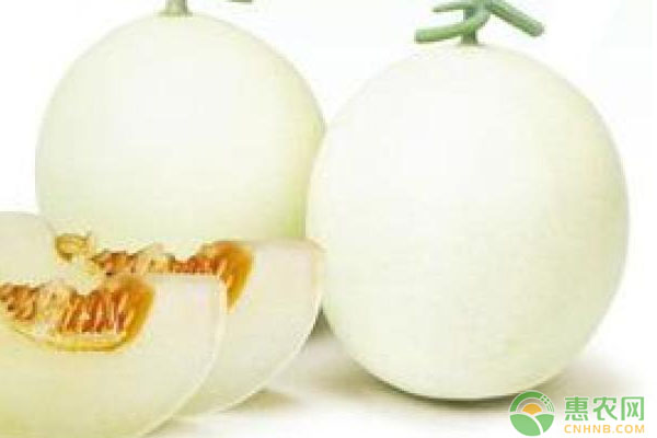 高寒地区日光温室薄皮甜瓜定植后管理要点及病虫害防治-图片版权归惠农网所有