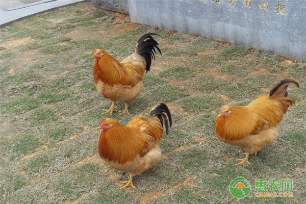 蛋鸡脱肛如何治疗？-图片版权归惠农网所有