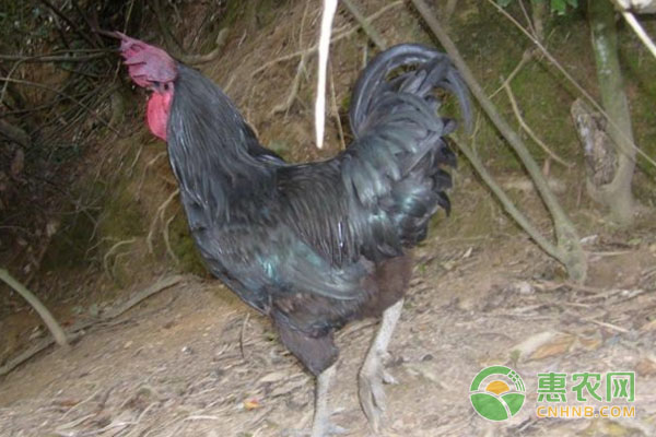 蛋鸡用药需注意哪些问题？-图片版权归惠农网所有