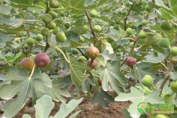 无花果越冬管理-图片版权归惠农网所有