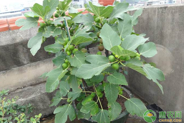 <a href='https://www.cnhnb.com/t/119879.html' class='j-href' target='_blank'><span style='color:#FF8001'>无花果盆栽</span></a> 无花果盆栽如何管理?无花果盆栽管理技术要点-图片版权归惠农网所有