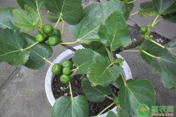 无花果盆栽管理 无花果盆栽如何管理?无花果盆栽管理技术要点-图片版权归惠农网所有