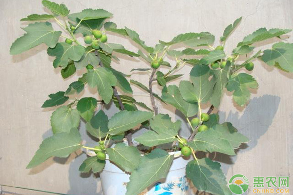 无花果盆栽要点 无花果盆栽如何管理?无花果盆栽管理技术要点-图片版权归惠农网所有