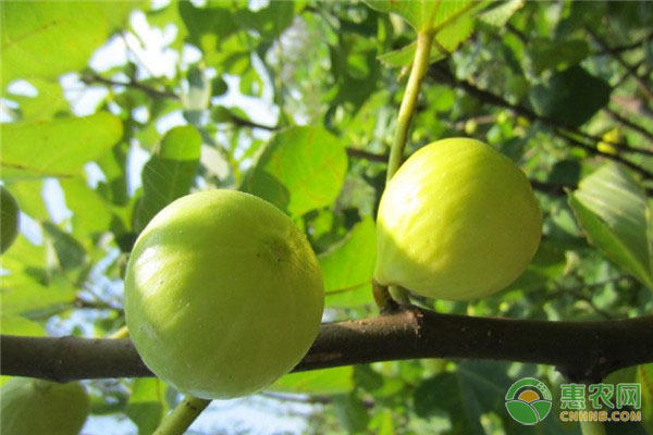 无花果修剪时间和方法-图片版权归惠农网所有