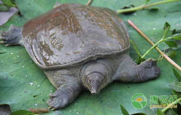 人工养殖甲鱼如何繁殖？甲鱼繁殖孵化方法-图片版权归惠农网所有