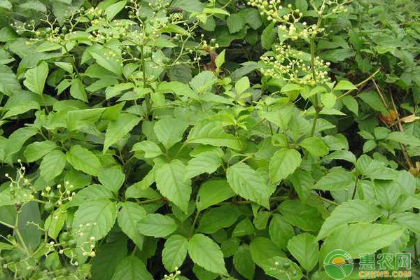 乌蔹莓的高效人工种植技术 乌蔹莓的高效人工种植技术-图片版权归惠农网所有