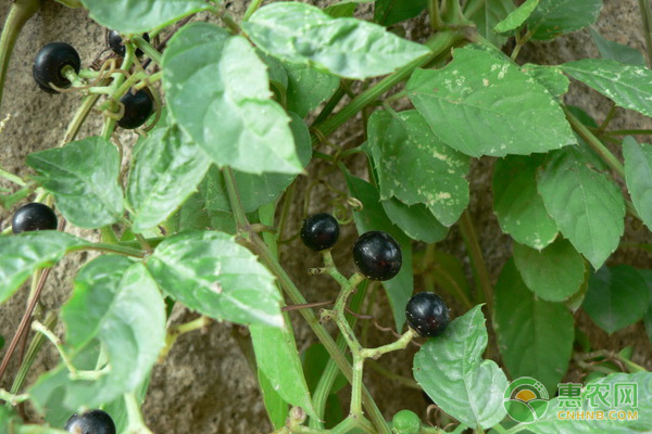 乌蔹莓的高效人工种植技术 乌蔹莓的高效人工种植技术-图片版权归惠农网所有