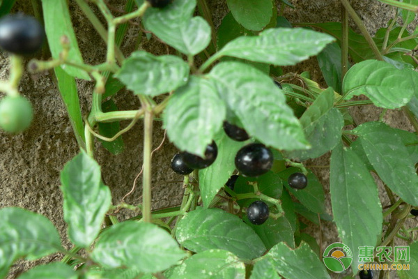 乌蔹莓的高效人工种植技术 乌蔹莓的高效人工种植技术-图片版权归惠农网所有