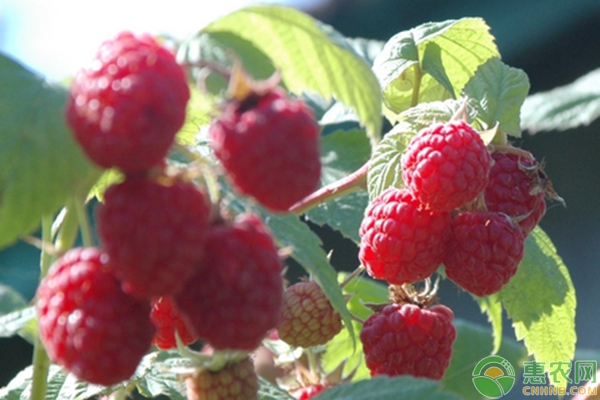 山莓的栽培种植技术要点及注意事项-图片版权归惠农网所有