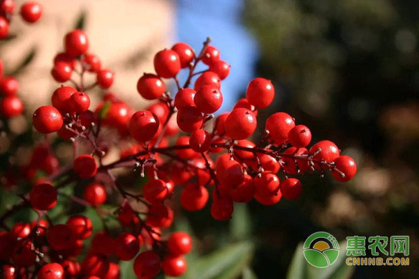 夏季蔓越莓种植技巧-图片版权归惠农网所有