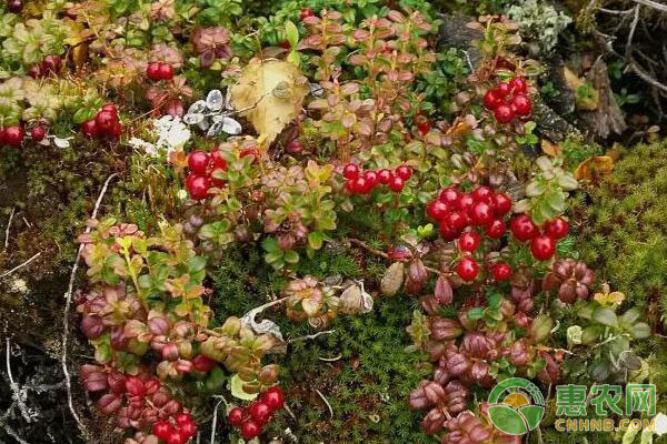 夏季蔓越莓种植技巧-图片版权归惠农网所有