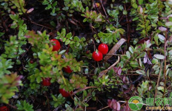 蔓越莓种植技术要点 蔓越莓种植技术要点-图片版权归惠农网所有
