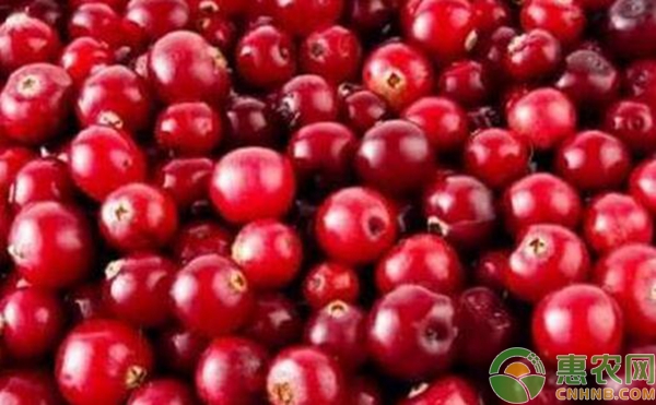 蔓越莓种植技术要点 蔓越莓种植技术要点-图片版权归惠农网所有