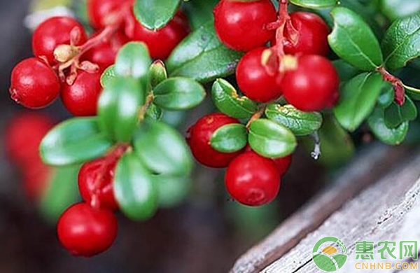 蔓越莓种植技术要点 蔓越莓种植技术要点-图片版权归惠农网所有