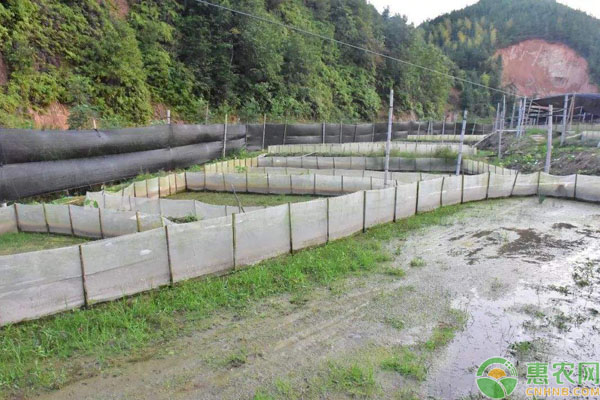 牛蛙养殖条件是什么？牛蛙怎么养？-图片版权归惠农网所有