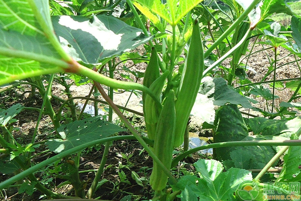 秋葵想要高产,育苗管理是关键! 秋葵想要高产,育苗管理是关键!-图片版权归惠农网所有