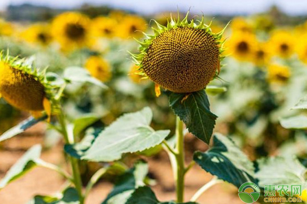 如何让秋葵的果荚又绿又亮？-图片版权归惠农网所有