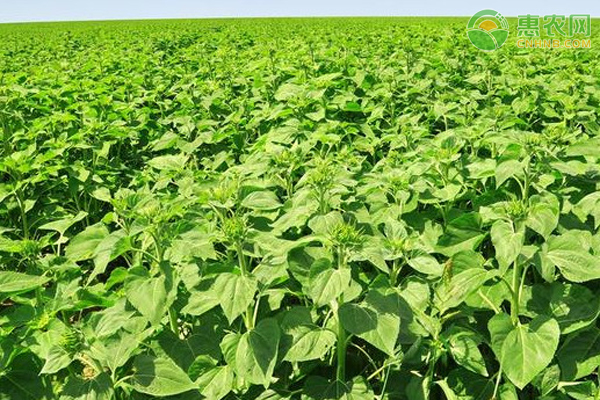 如何让秋葵的果荚又绿又亮？-图片版权归惠农网所有