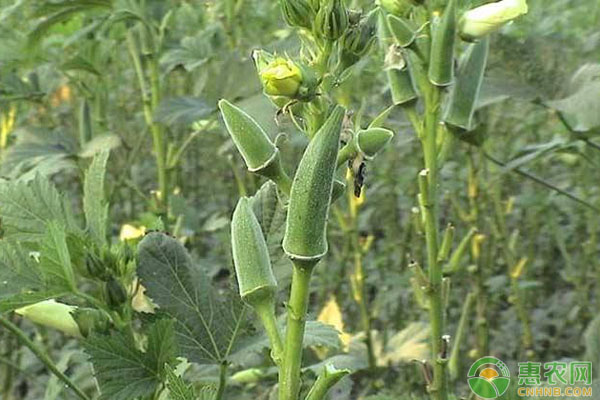 秋葵种植 秋葵的功效与作用有哪些?(附秋葵种植方法)-图片版权归惠农网所有