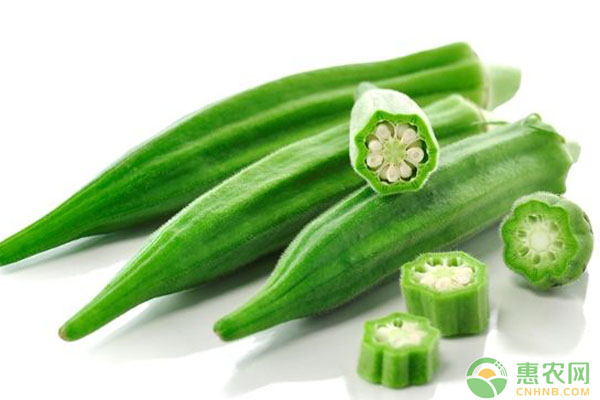 秋葵功效与作用 秋葵的功效与作用有哪些?(附秋葵种植方法)-图片版权归惠农网所有