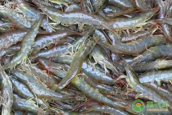 对虾的养殖技术和方法-图片版权归惠农网所有