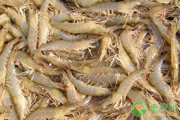 对虾养殖技术-图片版权归惠农网所有