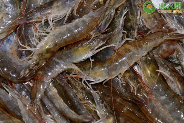 大棚养殖对虾成活率有多少？如何养殖对虾？-图片版权归惠农网所有