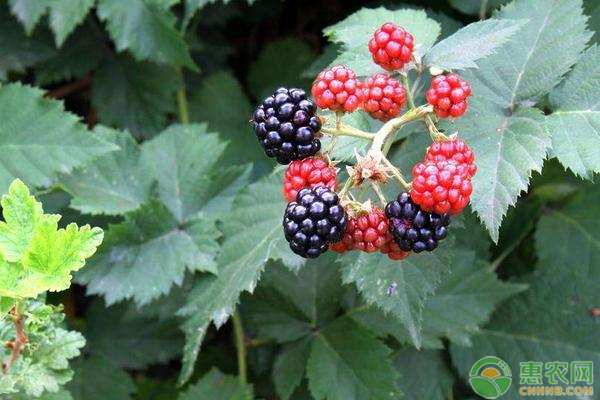 高产黑莓需要掌握的种植技术有哪些？-图片版权归惠农网所有