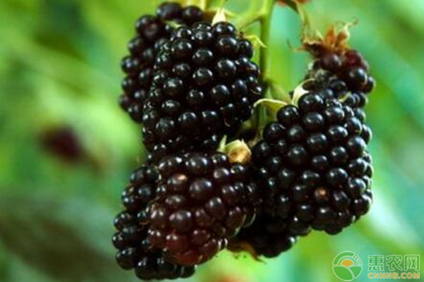 高产黑莓需要掌握的种植技术有哪些？-图片版权归惠农网所有